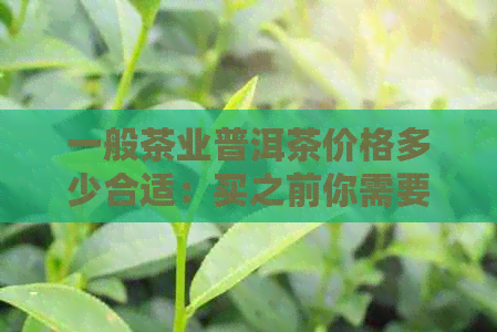 一般茶业普洱茶价格多少合适：买之前你需要知道的真相