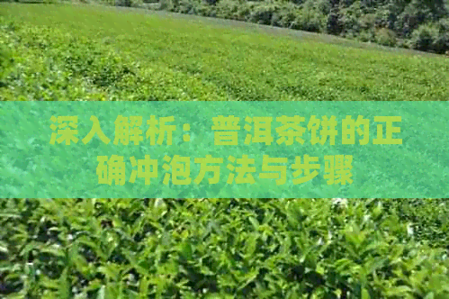 深入解析：普洱茶饼的正确冲泡方法与步骤