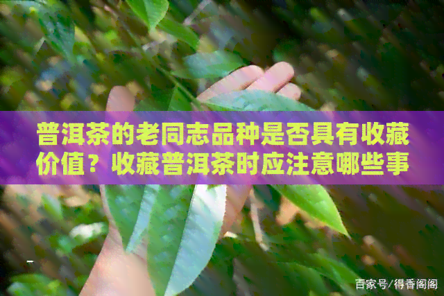 普洱茶的老同志品种是否具有收藏价值？收藏普洱茶时应注意哪些事项？