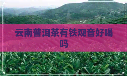 云南普洱茶有铁观音好喝吗