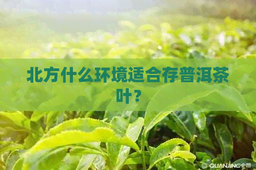 北方什么环境适合存普洱茶叶？