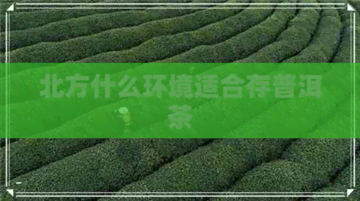 北方什么环境适合存普洱茶