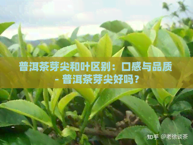 普洱茶芽尖和叶区别：口感与品质 - 普洱茶芽尖好吗？