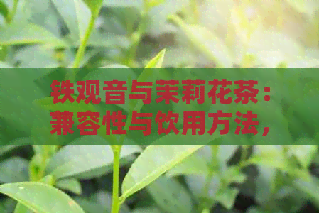 铁观音与茉莉花茶：兼容性与饮用方法，如何达到口感？