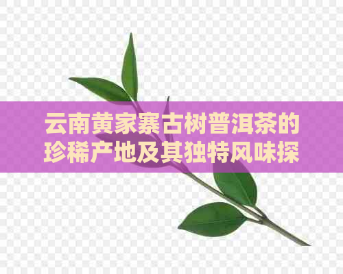 云南黄家寨古树普洱茶的珍稀产地及其独特风味探究