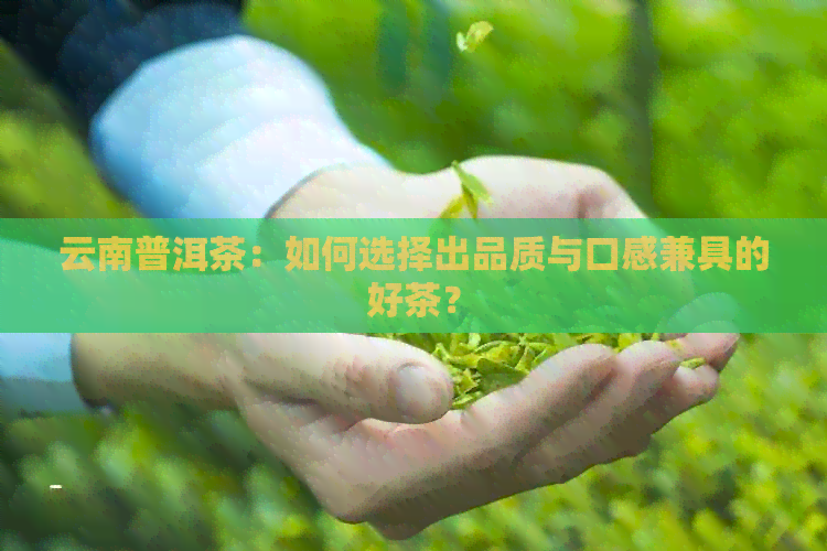 云南普洱茶：如何选择出品质与口感兼具的好茶？