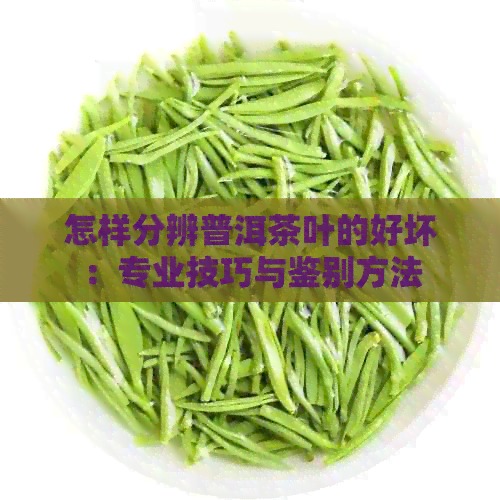 怎样分辨普洱茶叶的好坏：专业技巧与鉴别方法