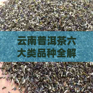 云南普洱茶六大类品种全解析：从古树到生茶，一网打尽