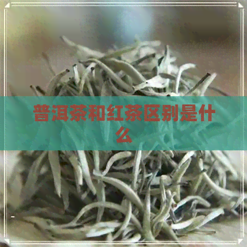 普洱茶和红茶区别是什么