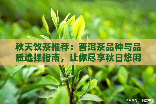 秋天饮茶推荐：普洱茶品种与品质选择指南，让你尽享秋日悠闲时光