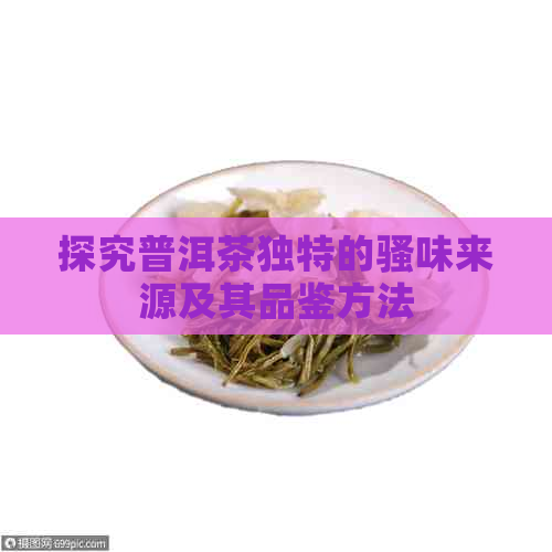 探究普洱茶独特的骚味来源及其品鉴方法