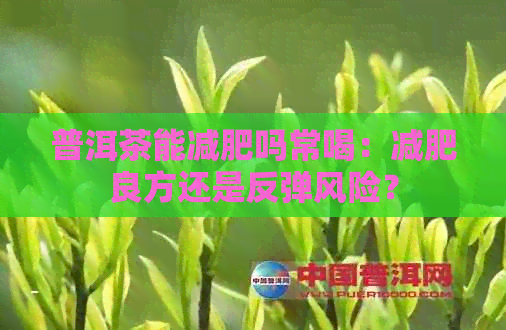 普洱茶能减肥吗常喝：减肥良方还是反弹风险？