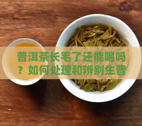 普洱茶长毛了还能喝吗？如何处理和辨别生普洱茶的质量问题？