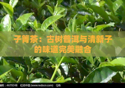 子箐茶：古树普洱与清新子的味道完美融合