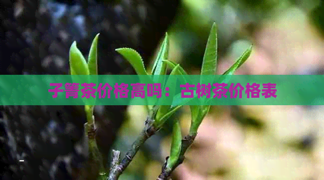 子箐茶价格高吗：古树茶价格表