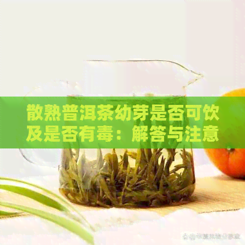 散熟普洱茶幼芽是否可饮及是否有：解答与注意事项