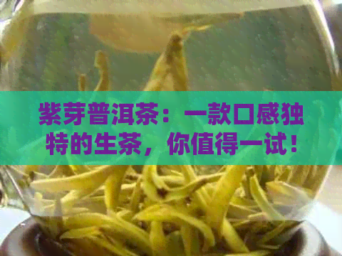 紫芽普洱茶：一款口感独特的生茶，你值得一试！