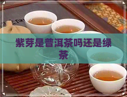 紫芽是普洱茶吗还是绿茶