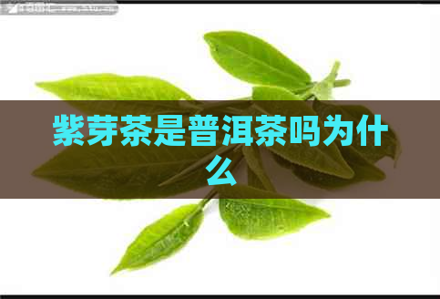 紫芽茶是普洱茶吗为什么