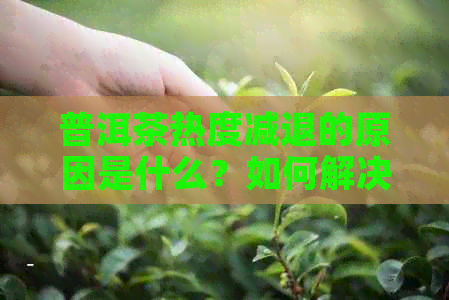 普洱茶热度减退的原因是什么？如何解决这个问题？