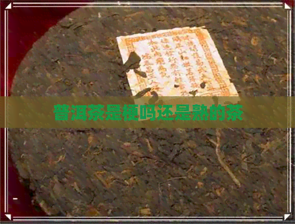 普洱茶是梗吗还是熟的茶