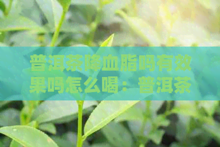 普洱茶降血脂吗有效果吗怎么喝：普洱茶降血脂效果好吗？怎么喝？