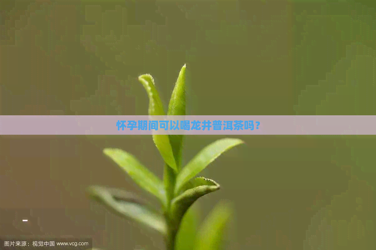 怀孕期间可以喝龙井普洱茶吗？