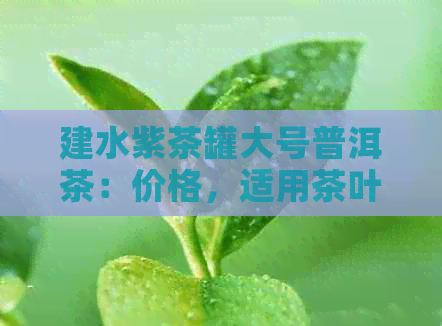 建水紫茶罐大号普洱茶：价格，适用茶叶种类，存效果详解