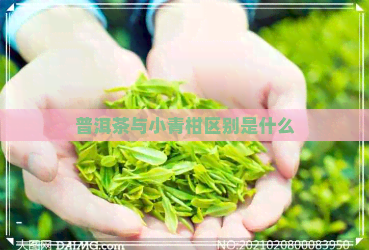 普洱茶与小青柑区别是什么