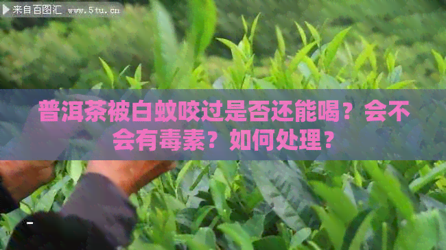 普洱茶被白蚊咬过是否还能喝？会不会有素？如何处理？