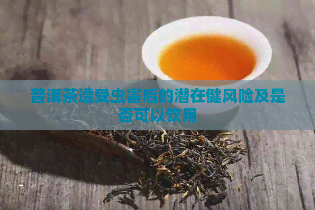 普洱茶遭受虫害后的潜在健风险及是否可以饮用