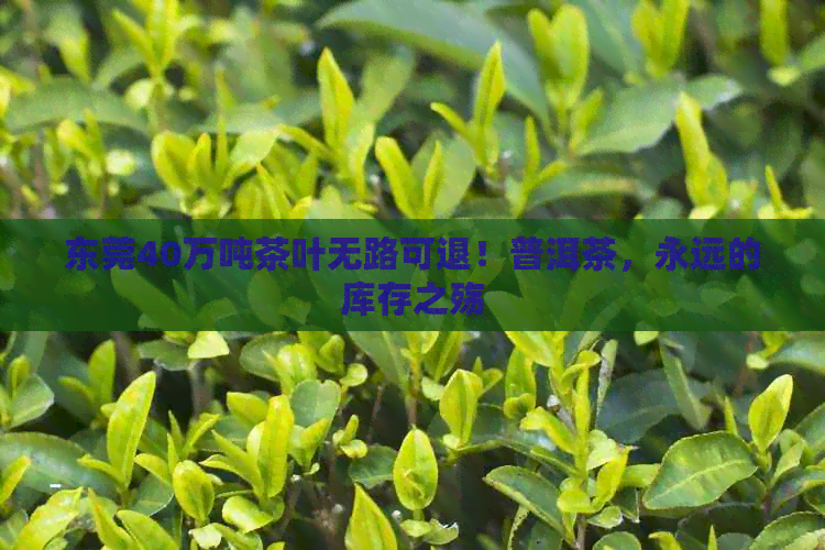 东莞40万吨茶叶无路可退！普洱茶，永远的库存之殇