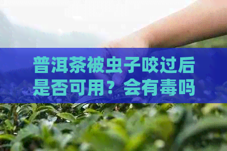 普洱茶被虫子咬过后是否可用？会有吗？