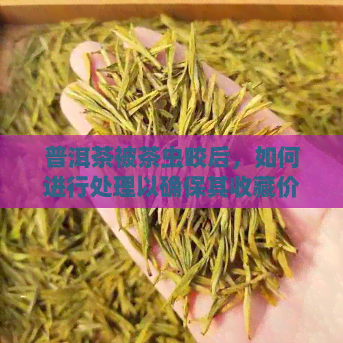 普洱茶被茶虫咬后，如何进行处理以确保其收藏价值和品质？