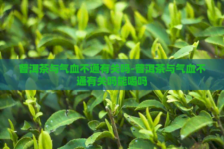 普洱茶与气血不通有关吗-普洱茶与气血不通有关吗能喝吗