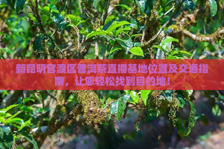 新昆明官渡区普洱茶直播基地位置及交通指南，让您轻松找到目的地！