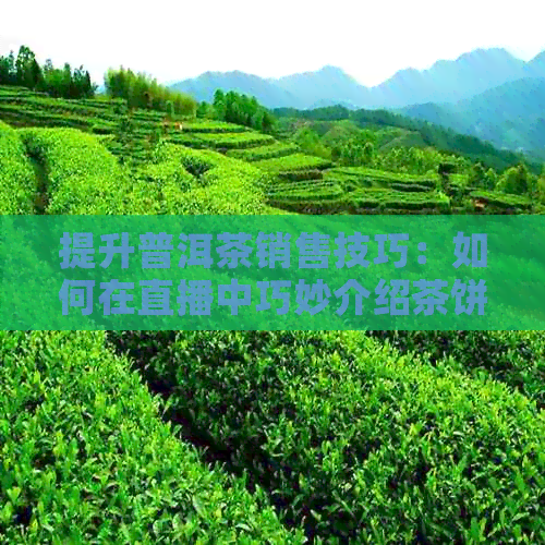 提升普洱茶销售技巧：如何在直播中巧妙介绍茶饼？