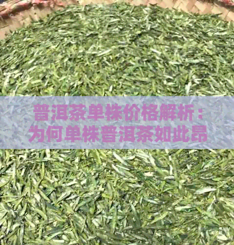 普洱茶单株价格解析：为何单株普洱茶如此昂贵？购买时应注意哪些因素？