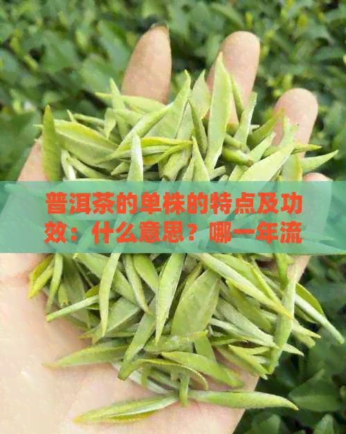 普洱茶的单株的特点及功效：什么意思？哪一年流行起来的？