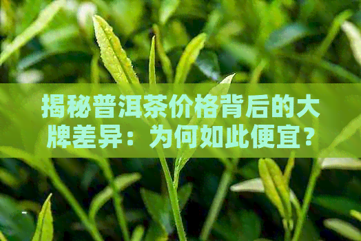 揭秘普洱茶价格背后的大牌差异：为何如此便宜？