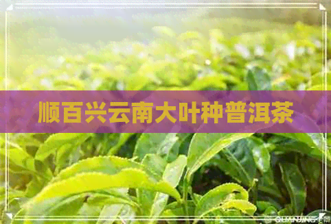 顺百兴云南大叶种普洱茶