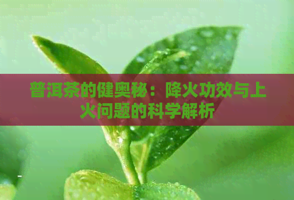 普洱茶的健奥秘：降火功效与上火问题的科学解析