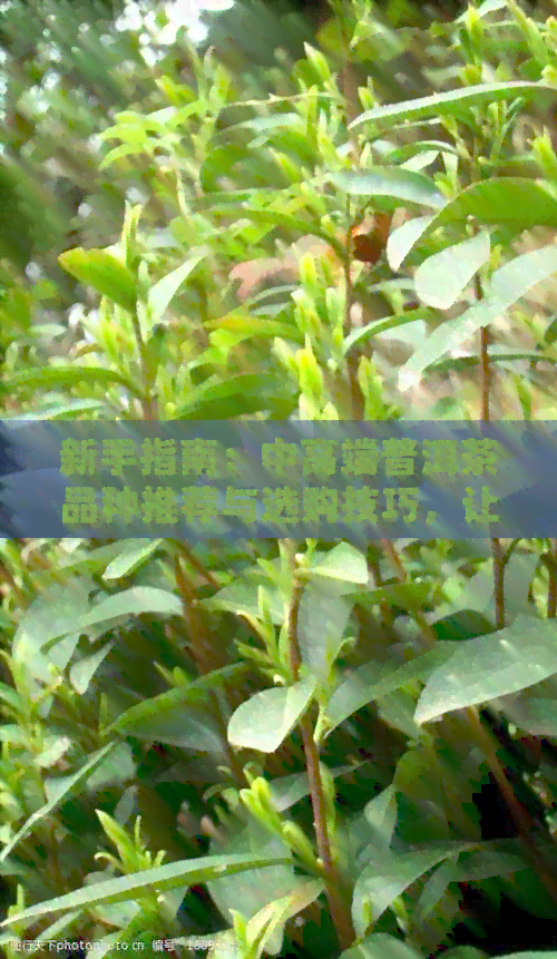 新手指南：中高端普洱茶品种推荐与选购技巧，让你轻松成为茶叶达人