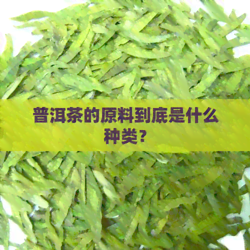 普洱茶的原料到底是什么种类？