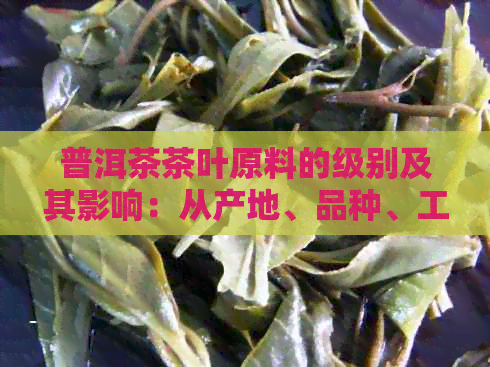 普洱茶茶叶原料的级别及其影响：从产地、品种、工艺等方面全面解析