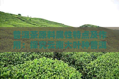 普洱茶原料属性特点及作用：探究云南大叶种普洱茶的独特品质