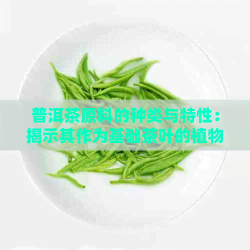 普洱茶原料的种类与特性：揭示其作为基础茶叶的植物与树种信息