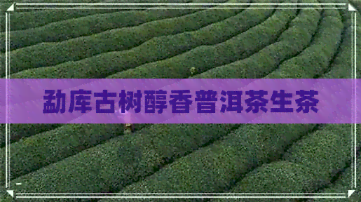 勐库古树醇香普洱茶生茶