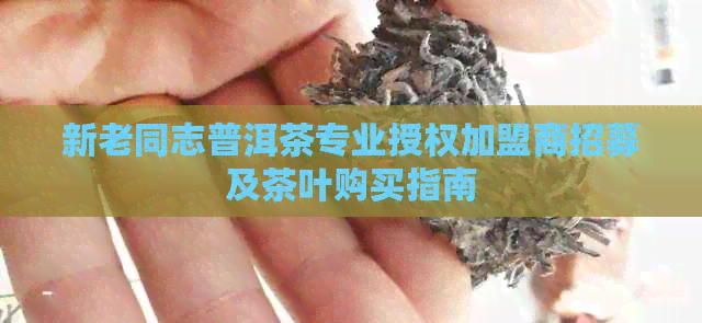 新老同志普洱茶专业授权加盟商招募及茶叶购买指南