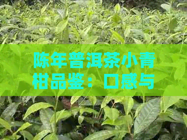 陈年普洱茶小青柑品鉴：口感与风味的完美融合